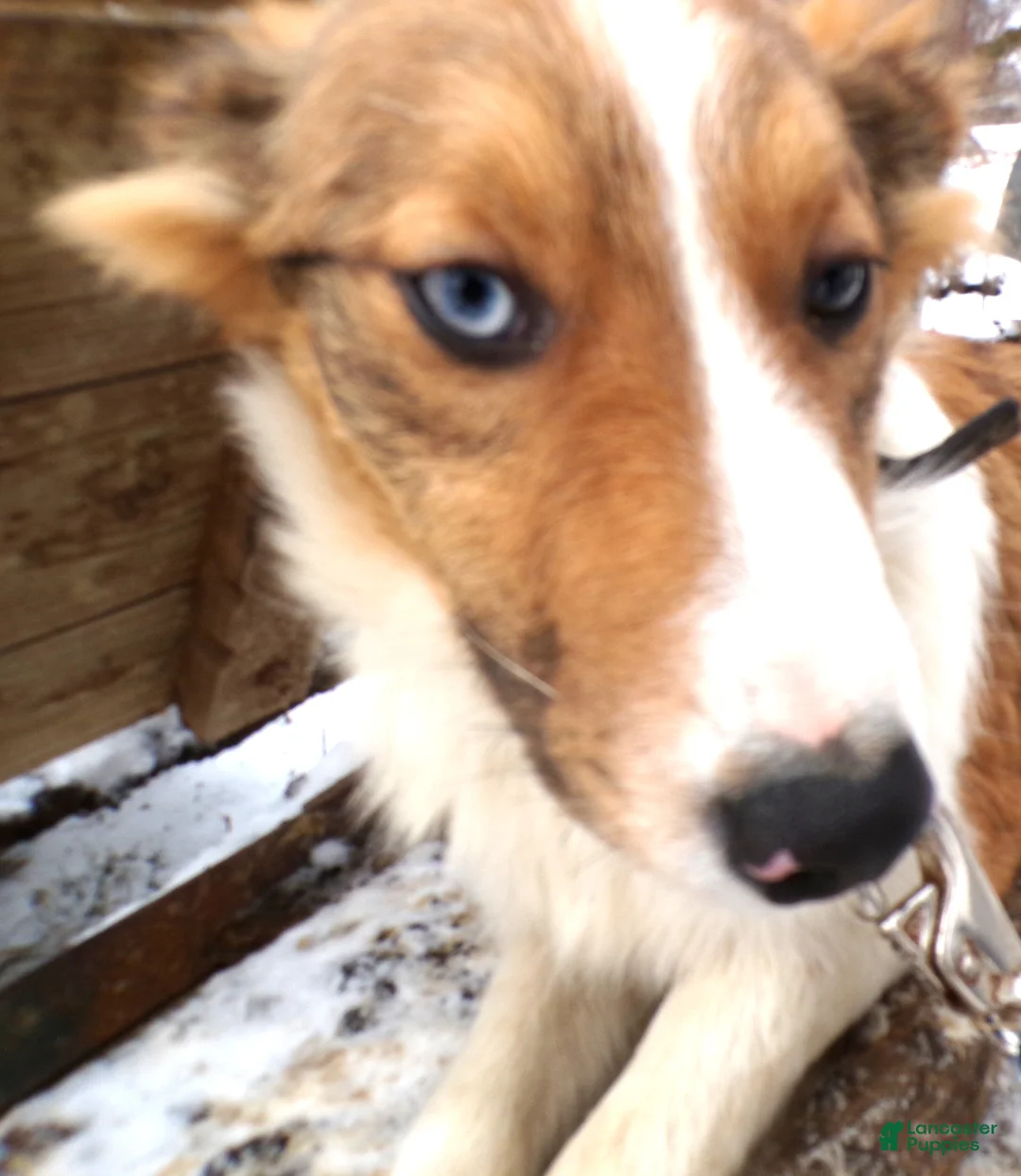 Mixed Breed dogs for sale: Mixed Breed Puppy 6 Blue Moon - Ad 1