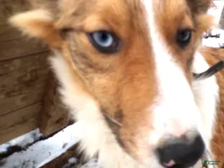 Mixed Breed dogs Mixed Breed Puppy 6 Blue Moon - Ad 9