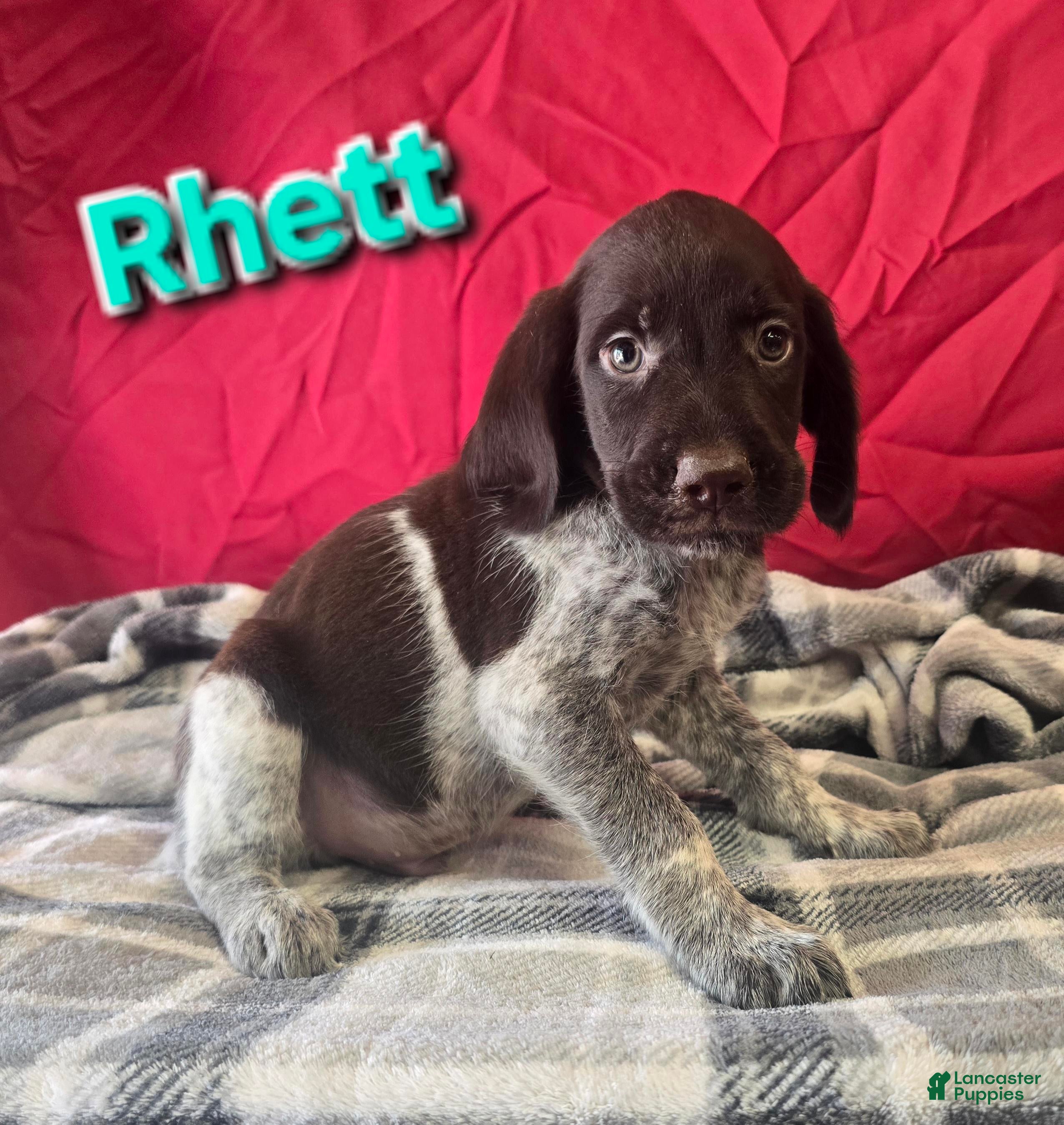 German Wirehaired Pointer dogs RHETT - Ad 5