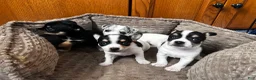 Chihuahua dogs for sale: 🐾Bart~Merle Chihuahua - Ad 14