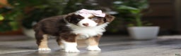 Miniature Australian Shepherd dogs for sale: Mocca - Ad 8