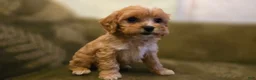 Cavapoo dogs for sale: Wyatt - Ad 1