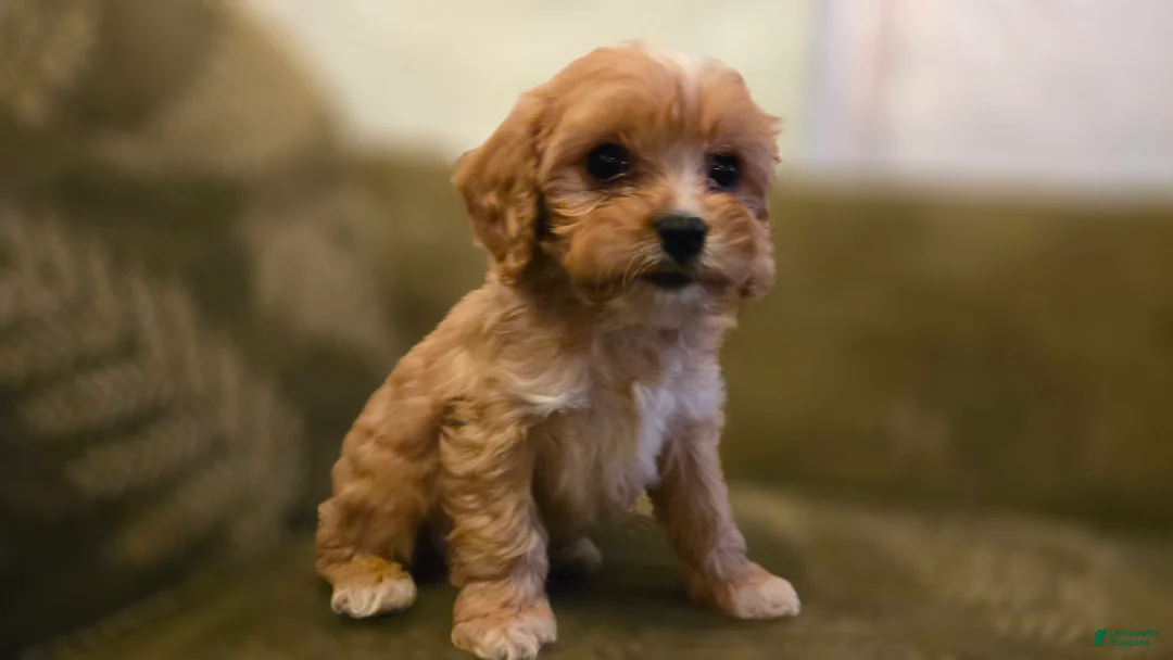 Cavapoo dogs for sale: Wyatt - Ad 1