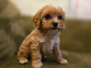 Cavapoo dogs Wyatt - Ad 7