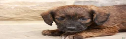 Jackapoo dogs for sale: Jesse - Ad 3