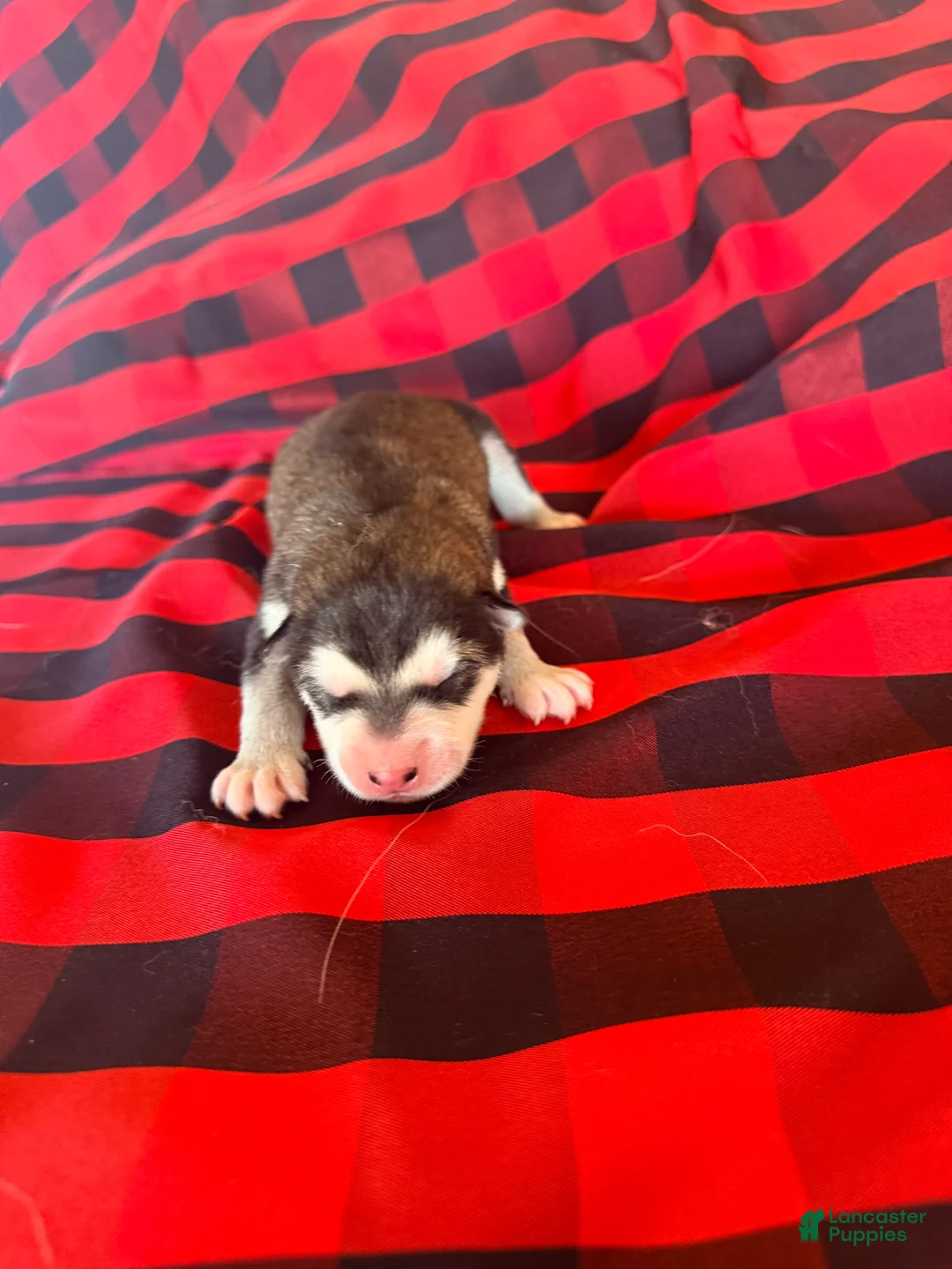 Alaskan Malamute dogs for sale: Alaskan Malamute Puppy 5 - Ad 2