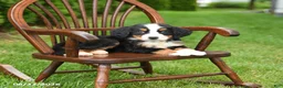 Bernese Mountain Dog dogs for sale: Lottie - Ad 2