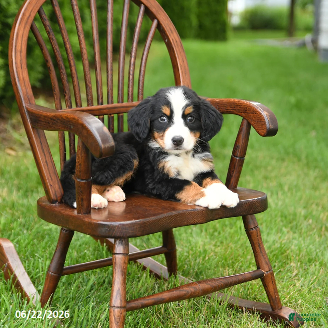 Bernese Mountain Dog dogs for sale: Lottie - Ad 2