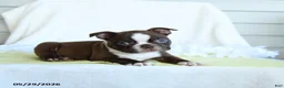 Boston Terrier dogs for sale: Norman - Ad 2