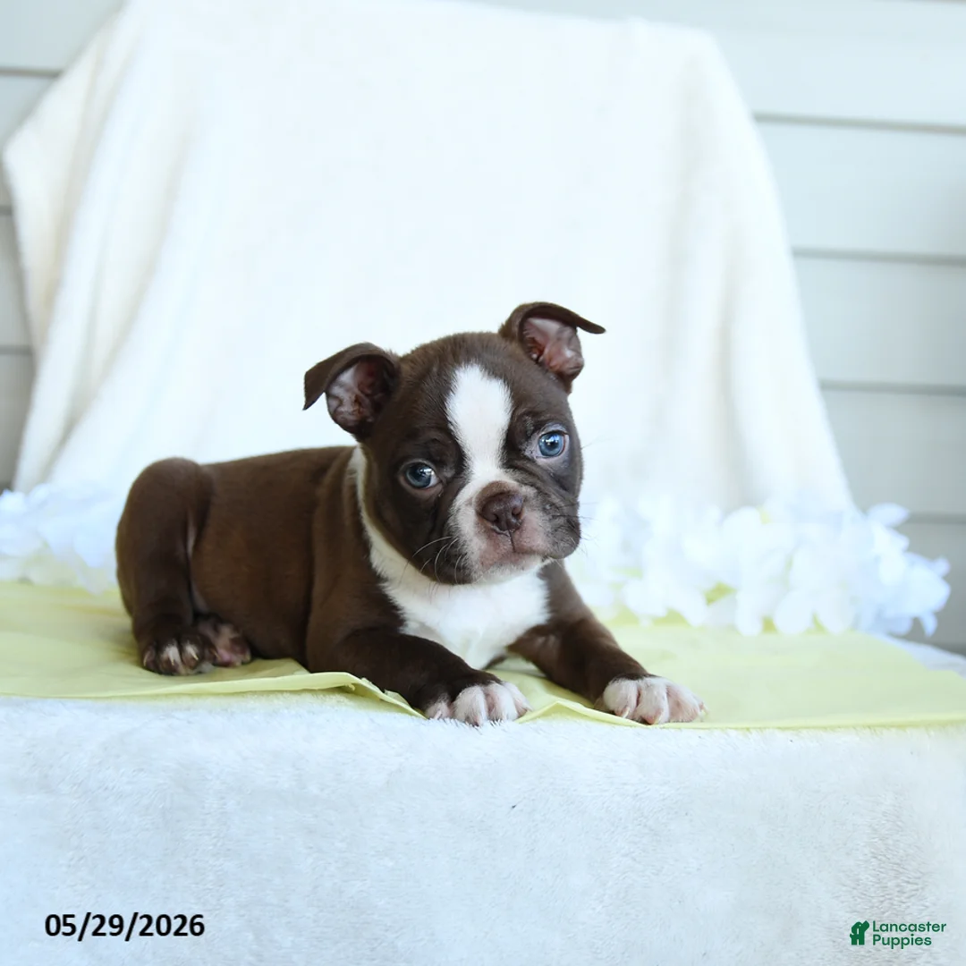 Boston Terrier dogs for sale: Norman - Ad 2