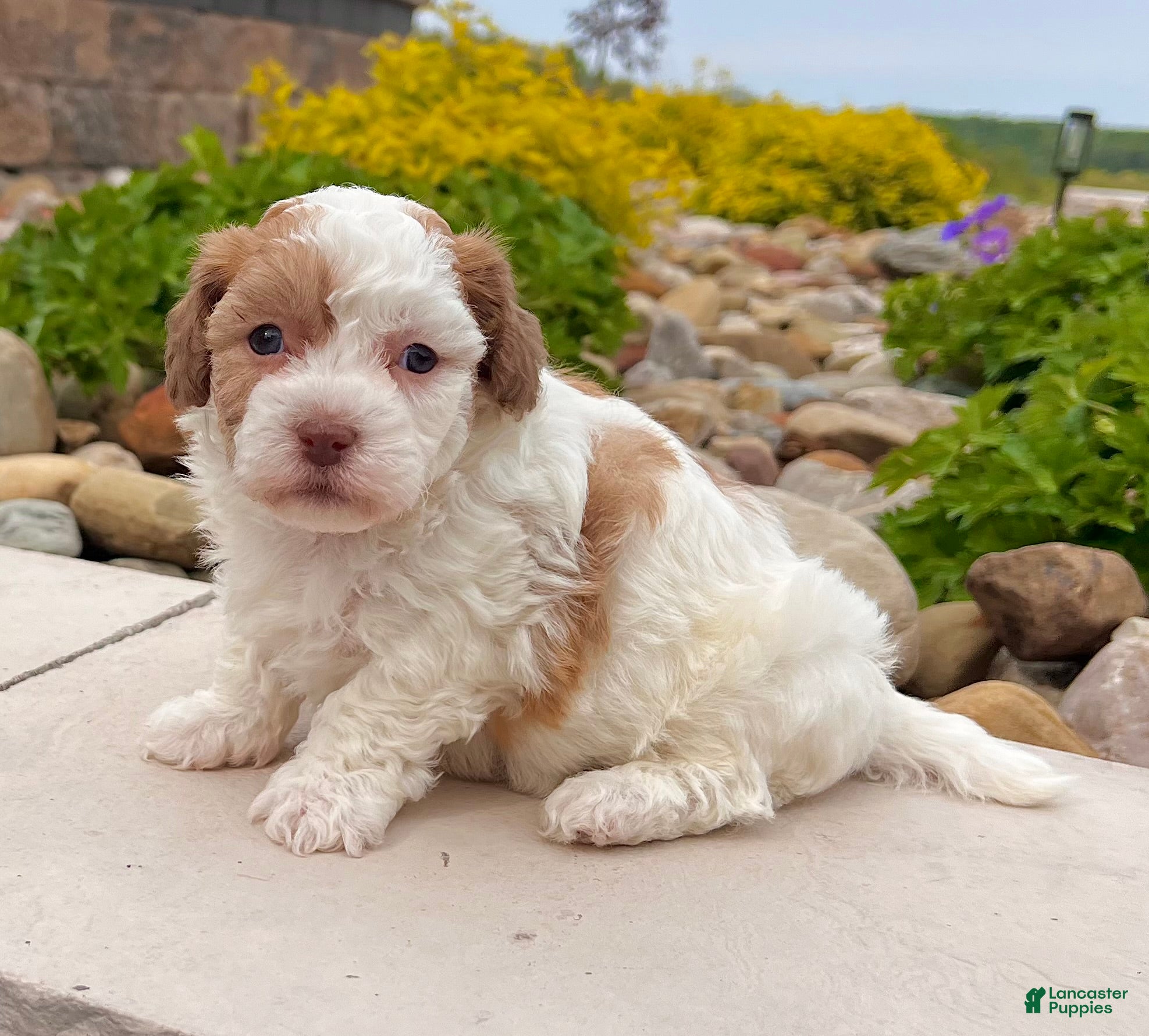 Havanese dogs Lucy - Ad 2