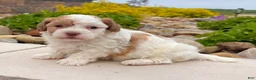Havanese dogs for sale: Lucy - Ad 3