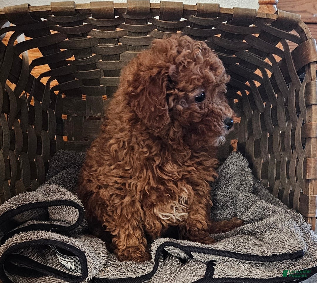 Miniature Poodle dogs for sale: Cloey - Ad 2