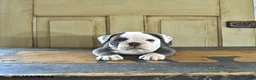 English Bulldog dogs for sale: Stella - Ad 4