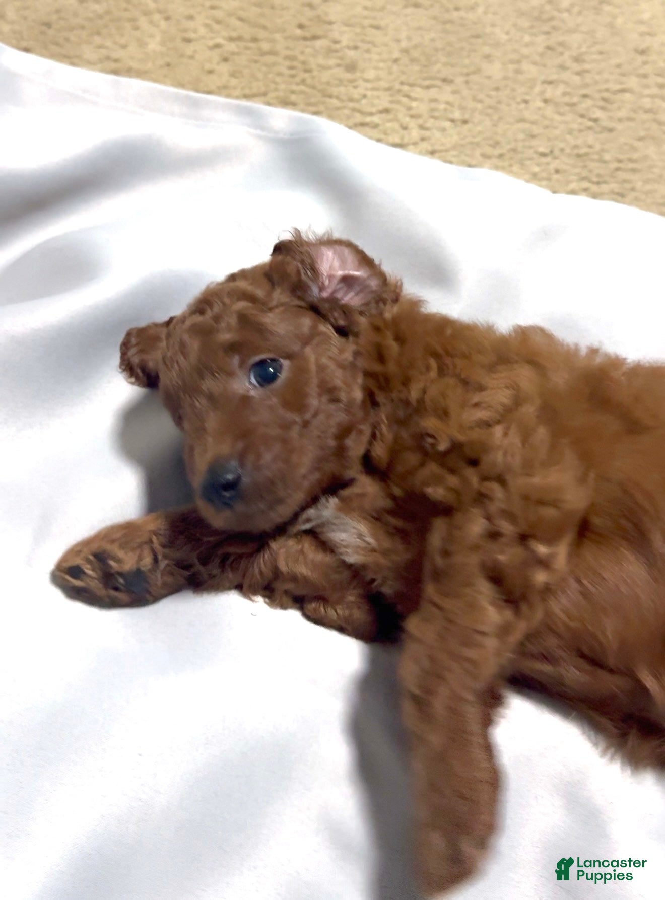 Goldendoodle dogs Goldendoodle 1 Onyx - Ad 27