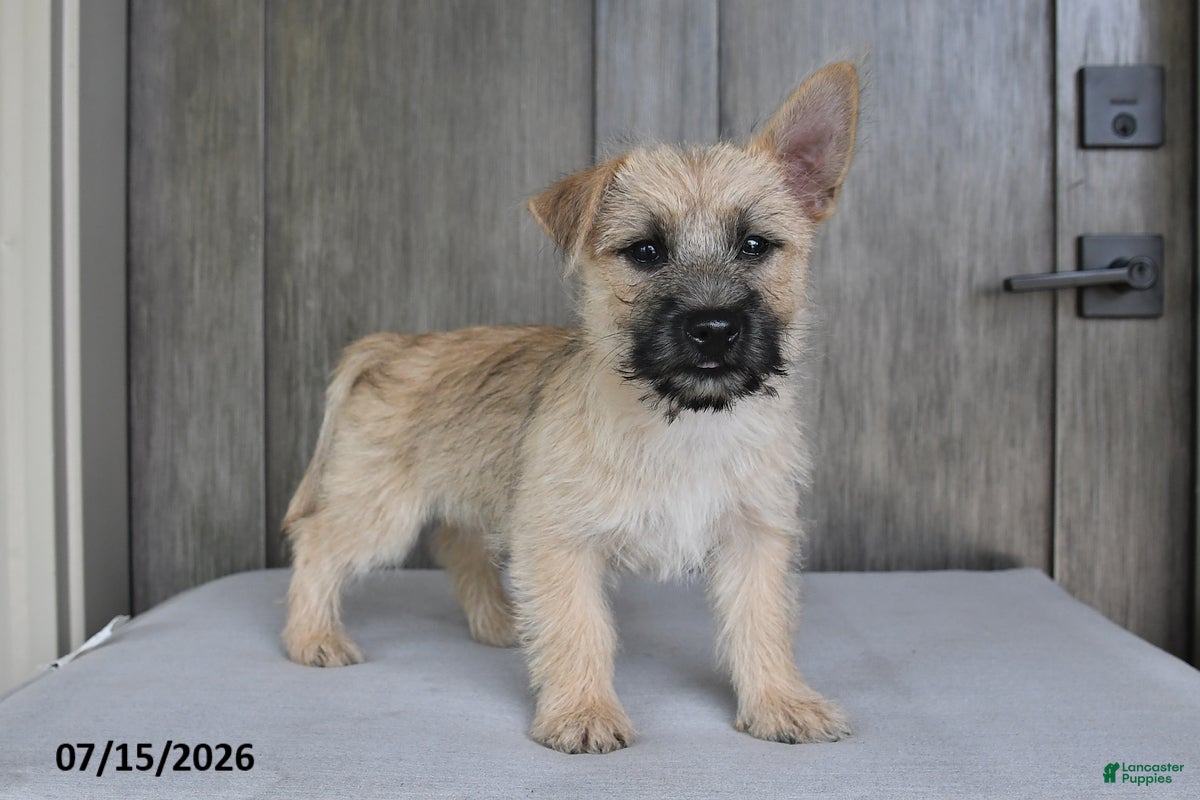 Cairn Terrier dogs Archie - Ad 2