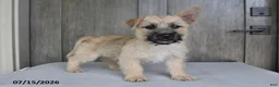 Cairn Terrier dogs for sale: Archie - Ad 2