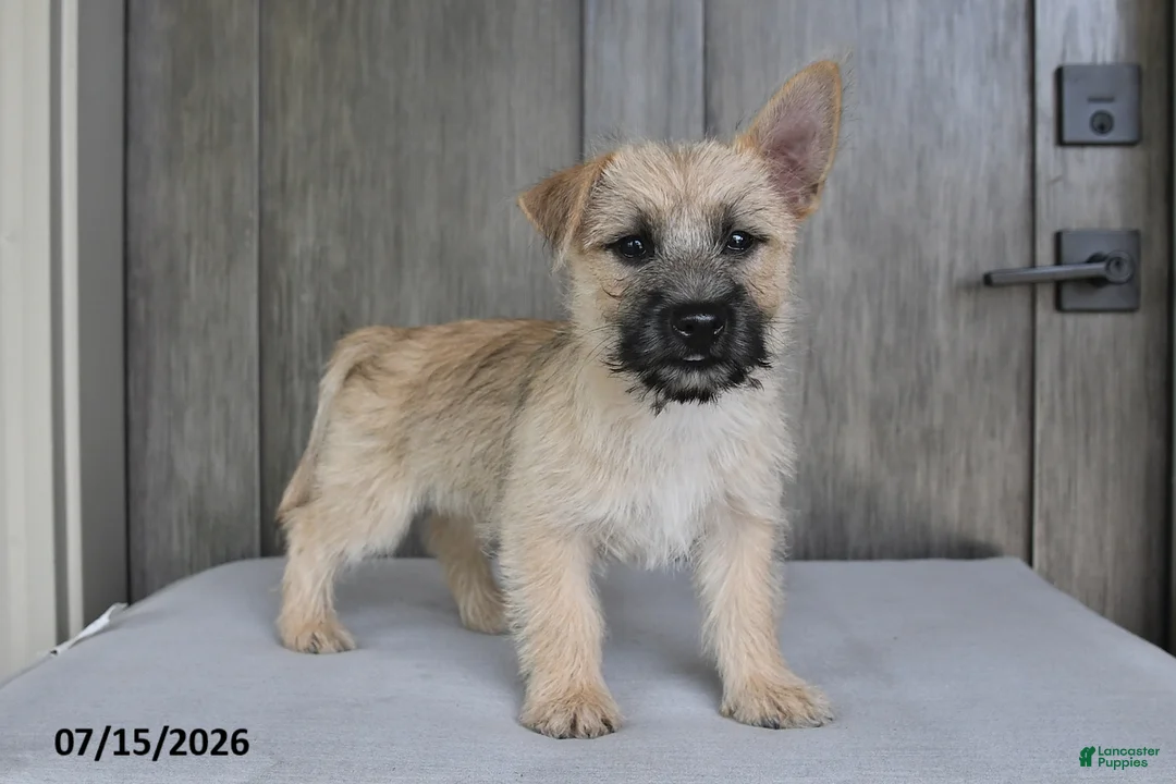 Cairn Terrier dogs for sale: Archie - Ad 2