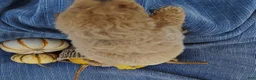 Mixed Breed dogs for sale: Snickers  - Ad 9