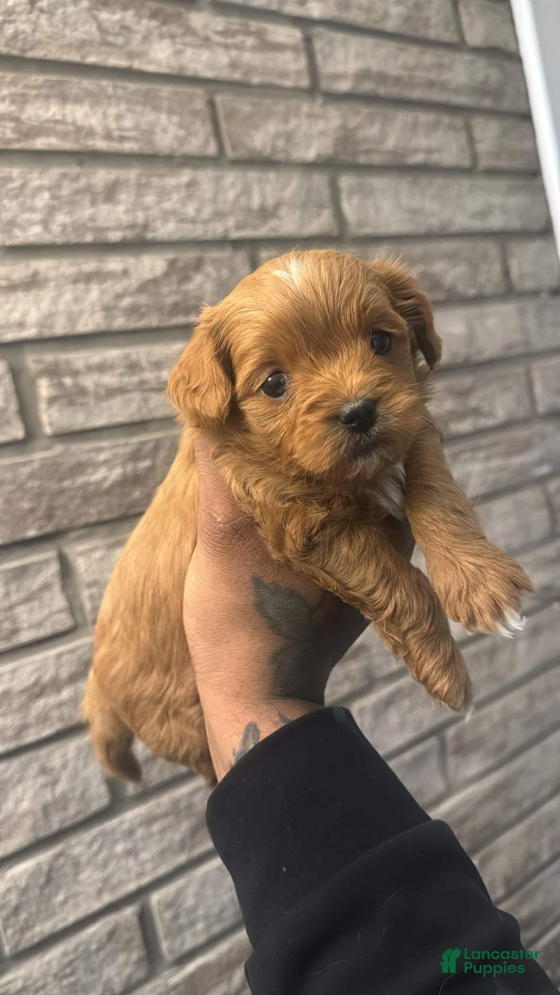Cavapoo dogs Gingie  - Ad 1
