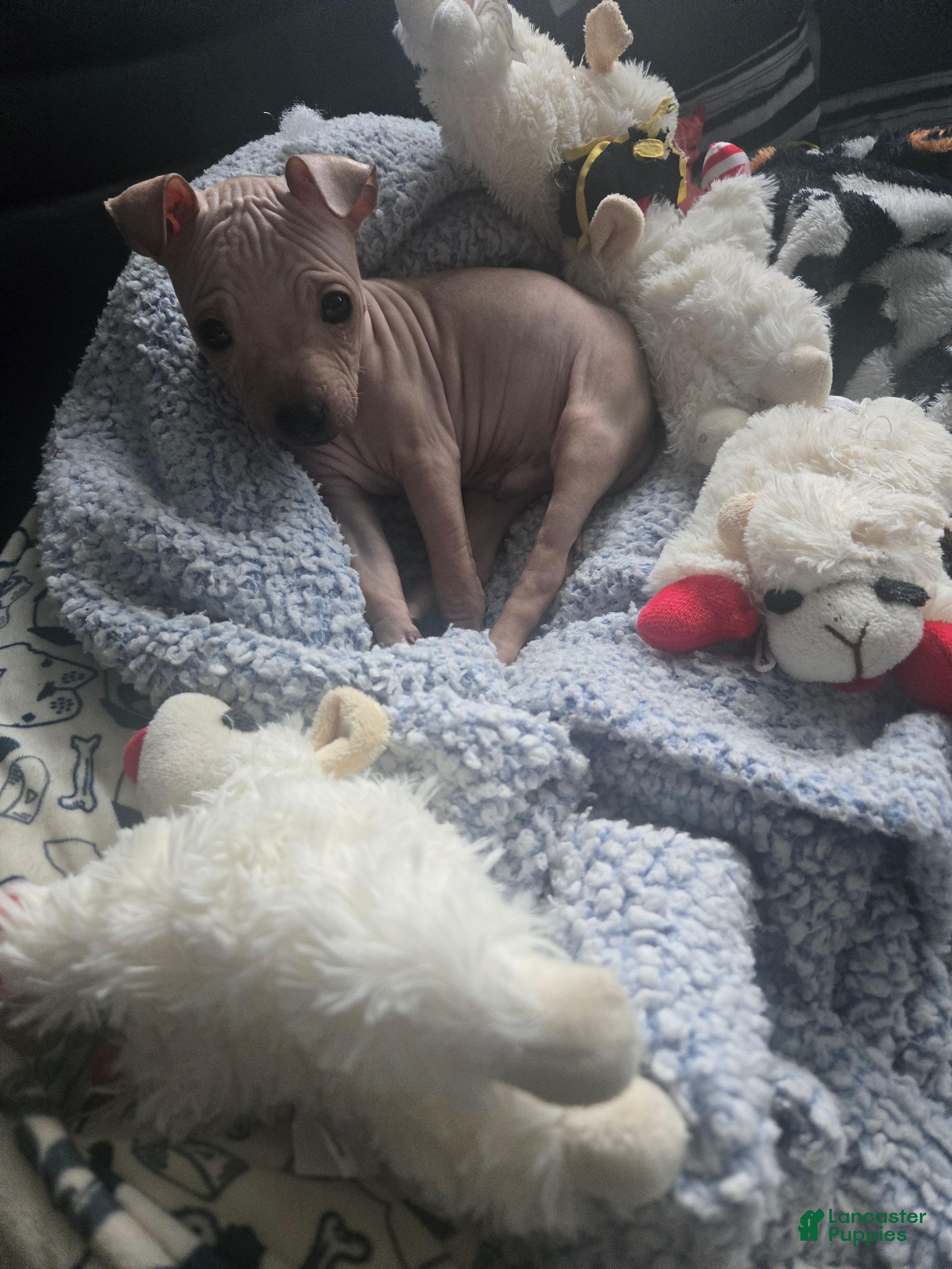 Xoloitzcuintle dogs TITAN  - Ad 2