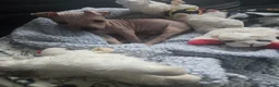 Xoloitzcuintle dogs for sale: TITAN  - Ad 2
