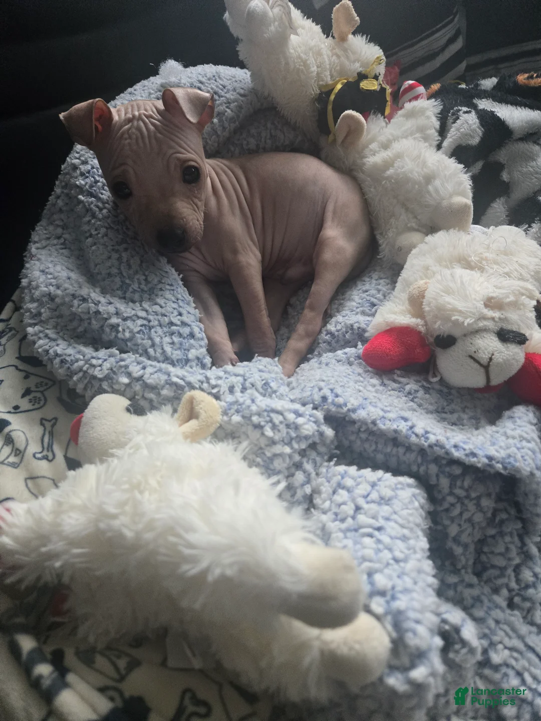 Xoloitzcuintle dogs for sale: TITAN  - Ad 2