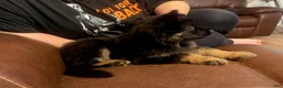 German Shepherd dogs for sale: Vivi - Ad 5