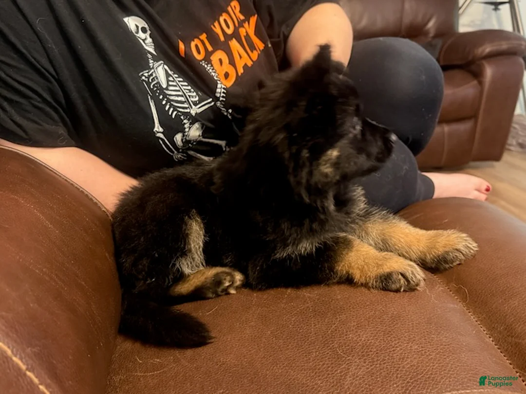 German Shepherd dogs for sale: Vivi - Ad 5