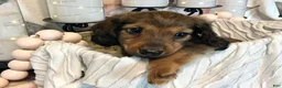 Miniature Dachshund dogs for sale: Lexi - Ad 7