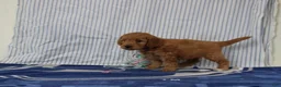 Mini Goldendoodle dogs for sale: Murphy - Ad 3