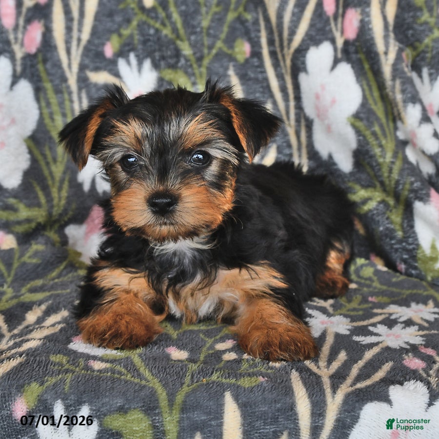 Yorkshire Terrier dogs Kimberly - Ad 2