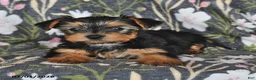 Yorkshire Terrier dogs for sale: Kimberly - Ad 2