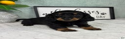 Miniature Dachshund dogs for sale: Danny  - Ad 5