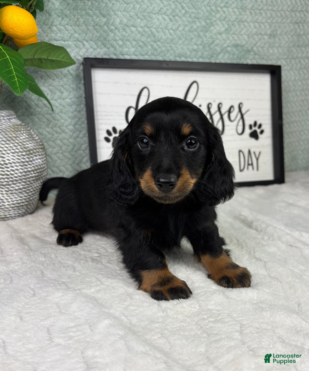 Miniature Dachshund dogs for sale: Danny  - Ad 5