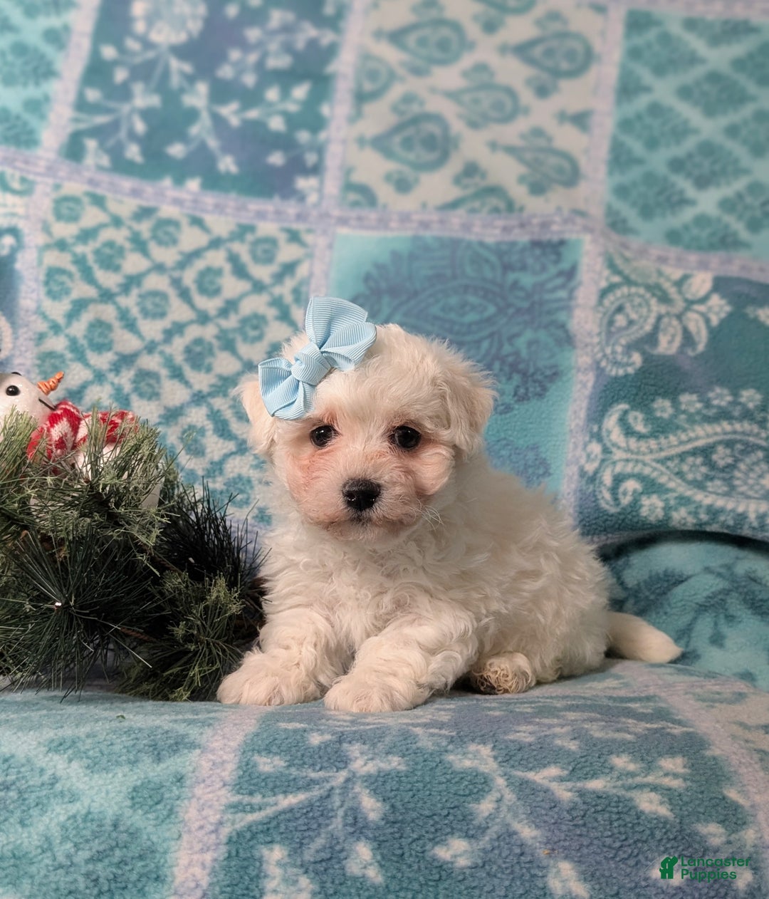 Bichon Frise dogs for sale: Carlotta - Ad 3