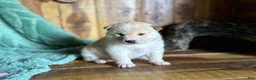 Shiba Inu dogs for sale: Shiba Inu Puppy 1 - Ad 5