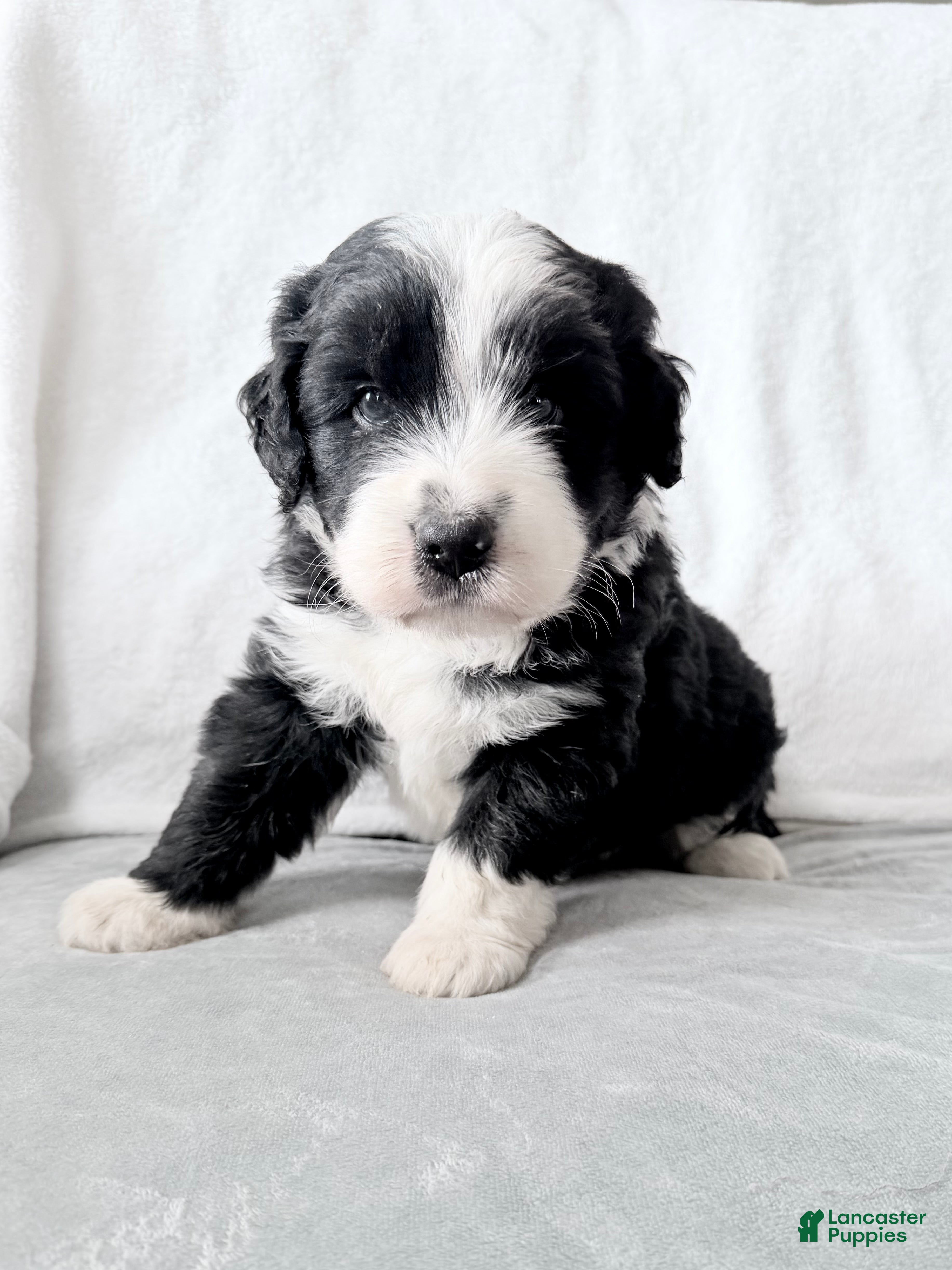 Mixed Breed dogs Oreo  - Ad 1