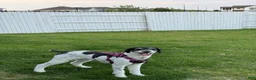 Standard Poodle dogs for sale: Standard Poodle 5 - Ad 2