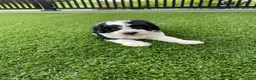 Mini Bernedoodle dogs for sale: Dalton - Ad 6