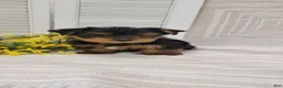 Yorkshire Terrier dogs for sale: Buster - Ad 3