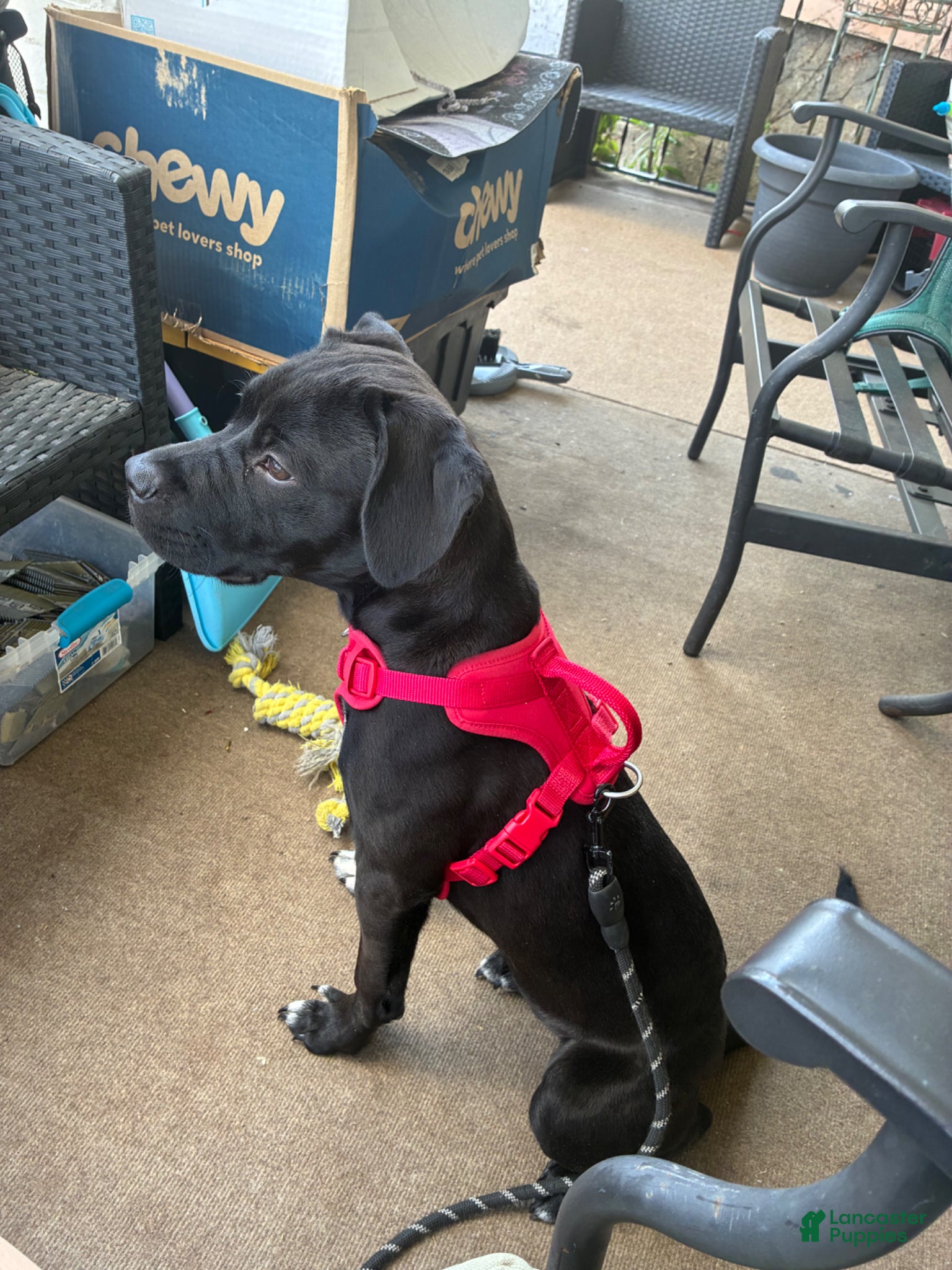 Mixed Breed dogs for sale: Kanesley - Ad 5