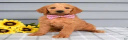 Labradoodle dogs for sale: Charlie  - Ad 8