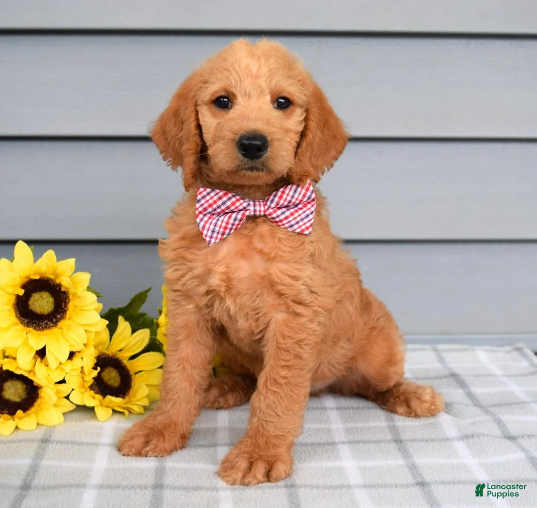 Labradoodle dogs for sale: Charlie  - Ad 8