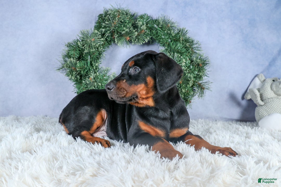 Doberman Pinscher dogs for sale: TUCKER - Ad 4