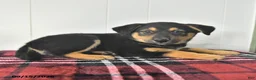 Mixed Breed dogs for sale: Bruno - Ad 2