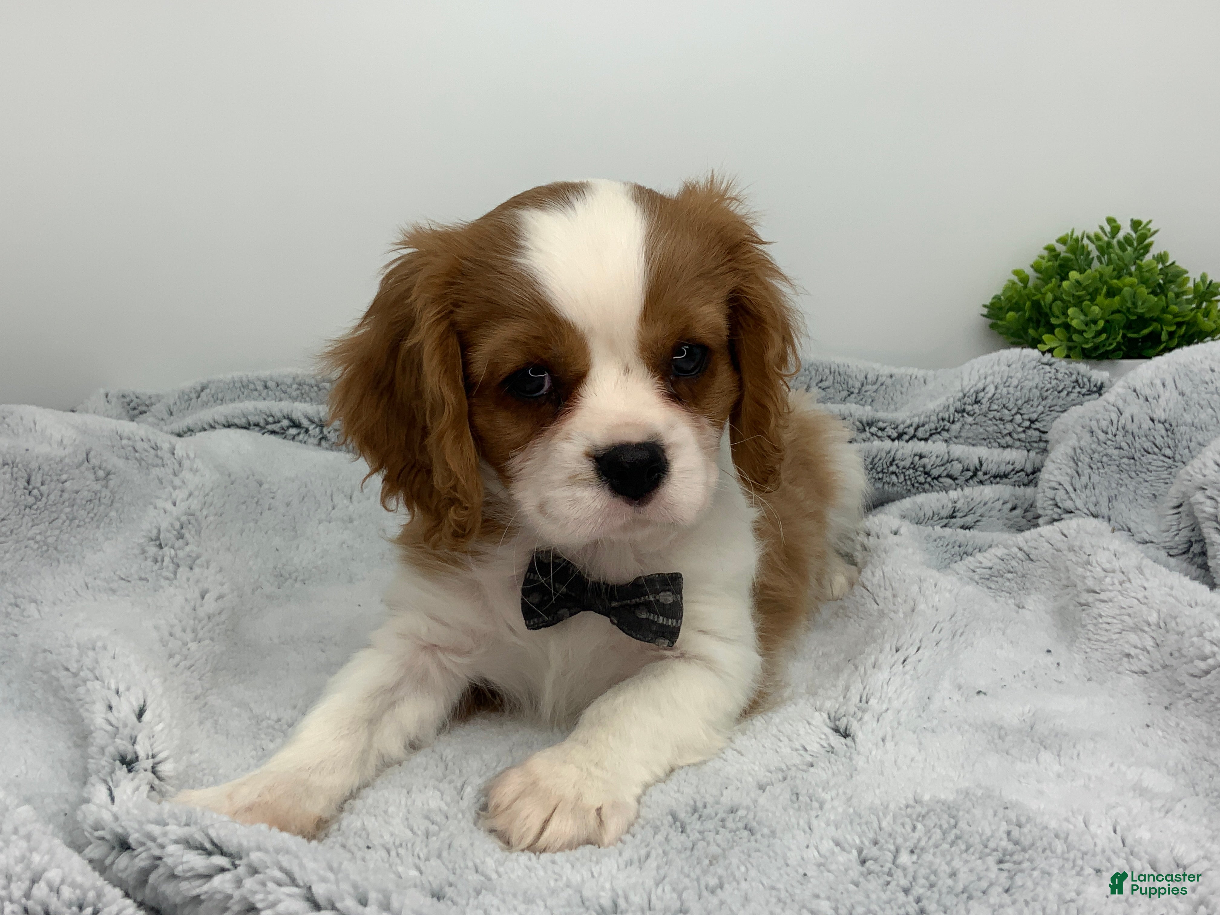 Cavalier King Charles Spaniel dogs KING - Ad 1