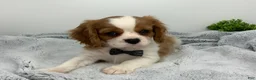 Cavalier King Charles Spaniel dogs for sale: KING - Ad 2