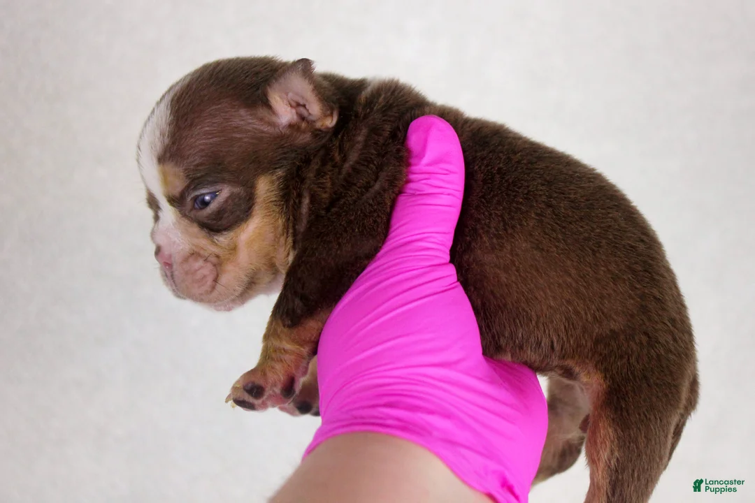 American Bully dogs for sale: Chocolate Tri Merle Female - Ad 2