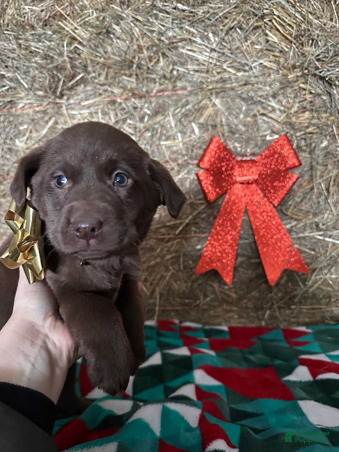 Labrador Retriever dogs for sale: Rudolph - Ad 1